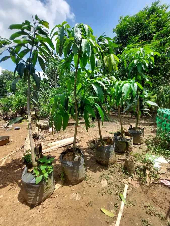 Mangga Kiojay Thailand